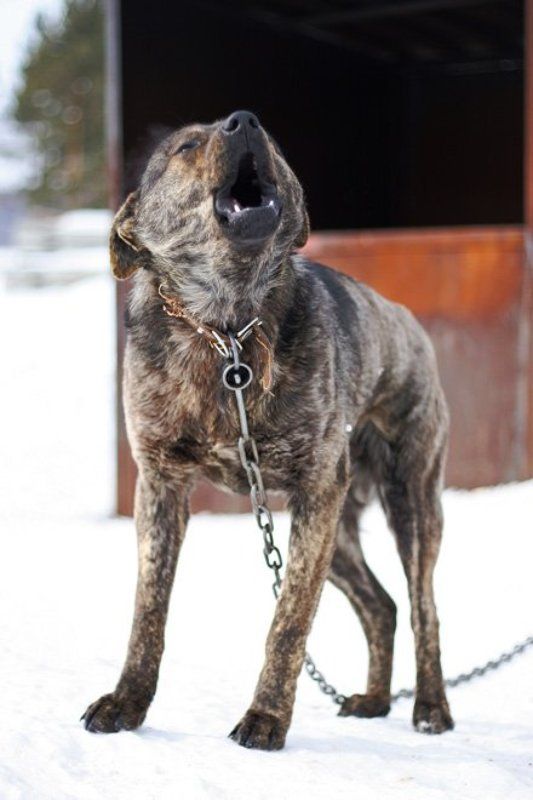 холодная, весна, собака, пес, цепь песнь о горькой жизниphoto preview