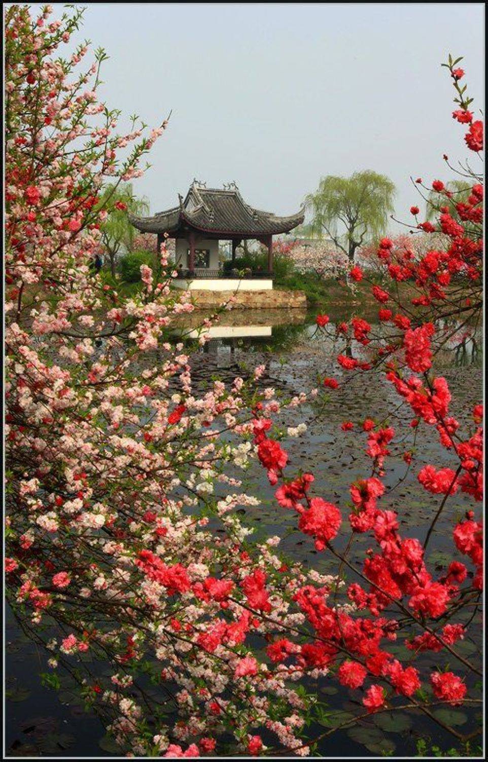 Весна в китайском парке. Автор: Марина Кочетова , Марина Кочетова