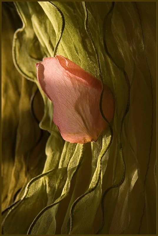 лепесток, роза, зелень, весна, солнышко веснаphoto preview