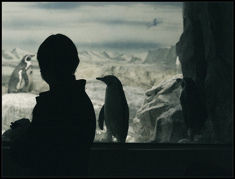пингвин, зоопарк, девушка, смотреть одна такая встреча)photo preview
