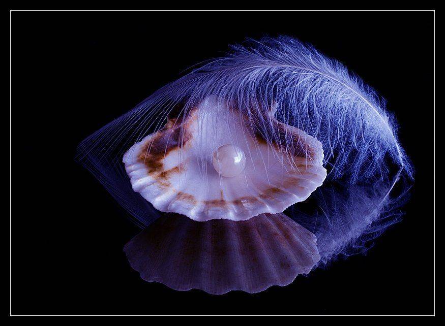 Нежность.. Автор: Ирина ракушка, жемчужина, перо, отражение, натюрморт, Ирина