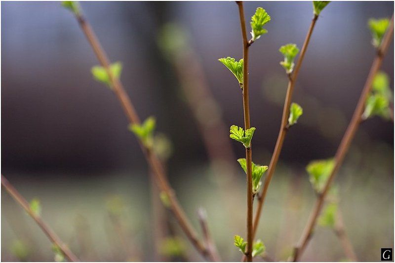 весна, листочки, ветки ... и снова весна...photo preview