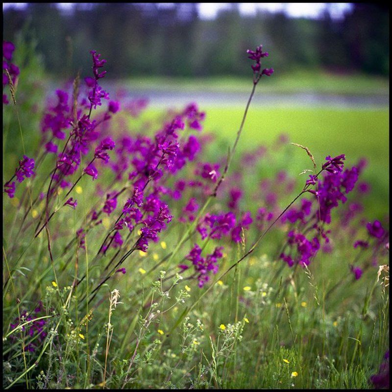 Травкиphoto preview