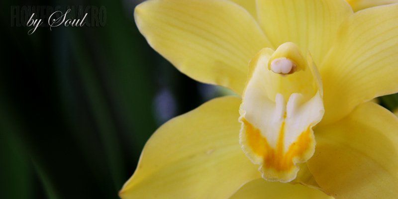 орхидея желтая орхидеяphoto preview