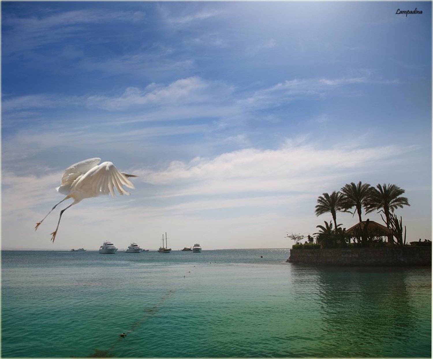 Взлет. Автор: lampadina египет, хургада, море, яхты, белая цапля, взлет, lampadina