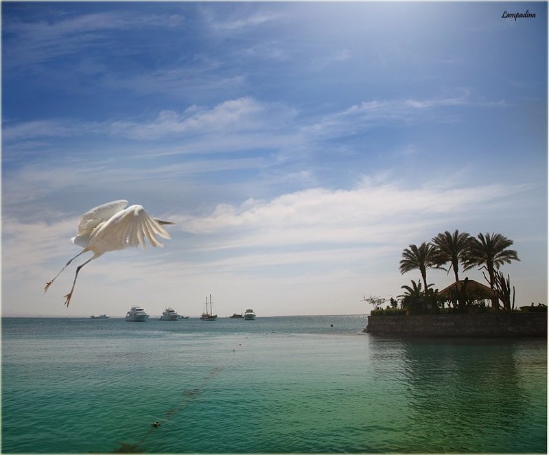 египет,  хургада,  море, яхты, белая цапля, взлет Взлетphoto preview