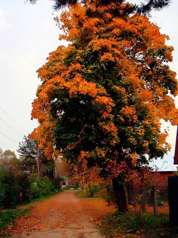 осень, клён Золотая осеньphoto preview