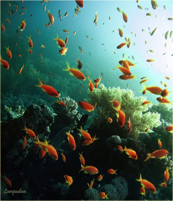 красное море , судан, золотые рыбки Золотые рыбки (МНОГО) )))))photo preview