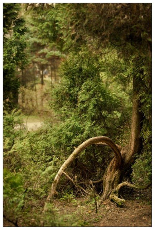 москва,парк,пейзаж,canon,30d,сад,дерево,зелень,кусты,трава photo preview