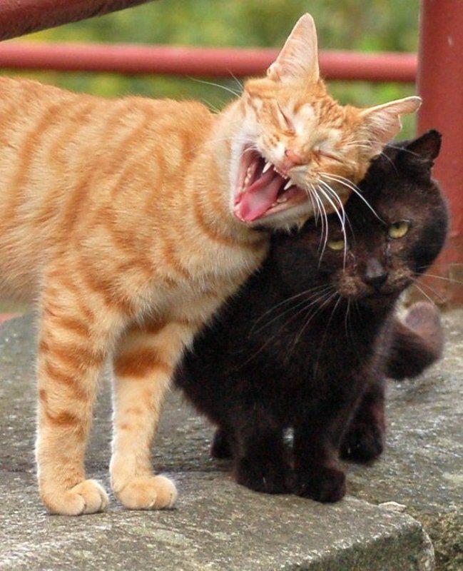 голос, кошки Кошачий романсphoto preview