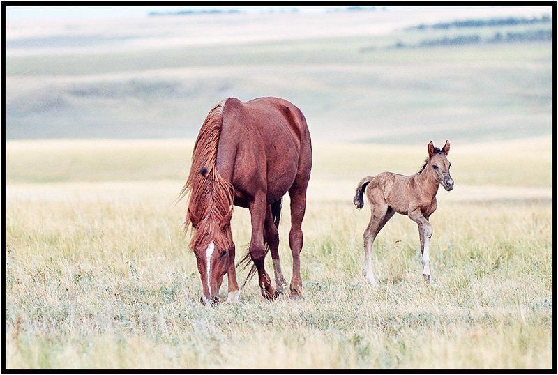 кони,степи,лошади Шесть часов отроду.photo preview