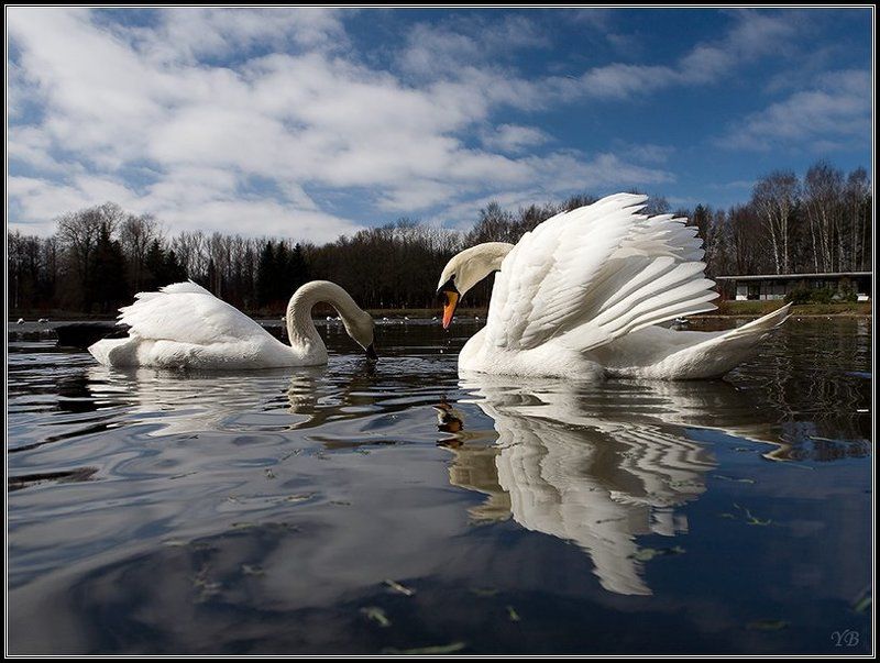 лебеди, крестовский, остров, весна весна на Крестовскомphoto preview