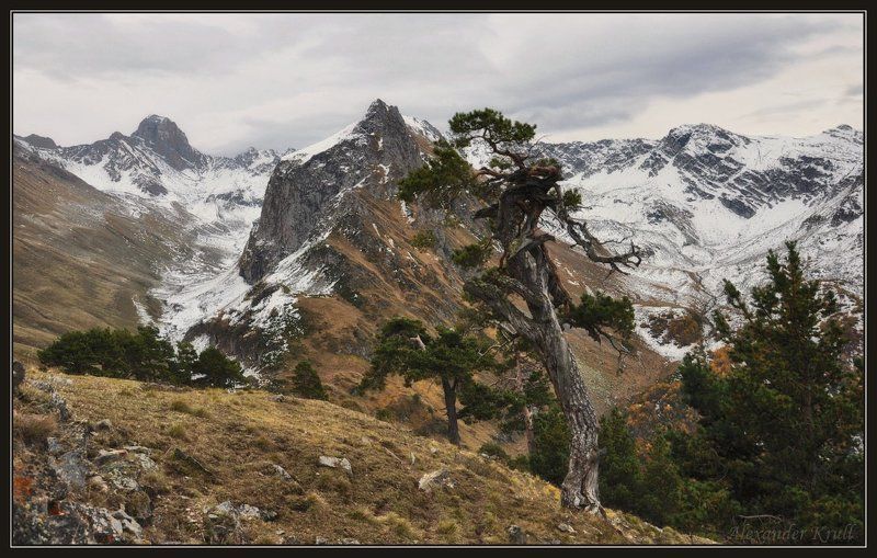 кчр, горы, сосны Говорящие с ветром...photo preview