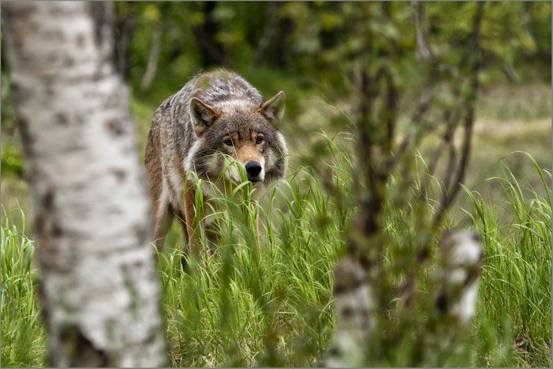 обыкновенный волк, canis lupus Хороший, плохой, злой...photo preview