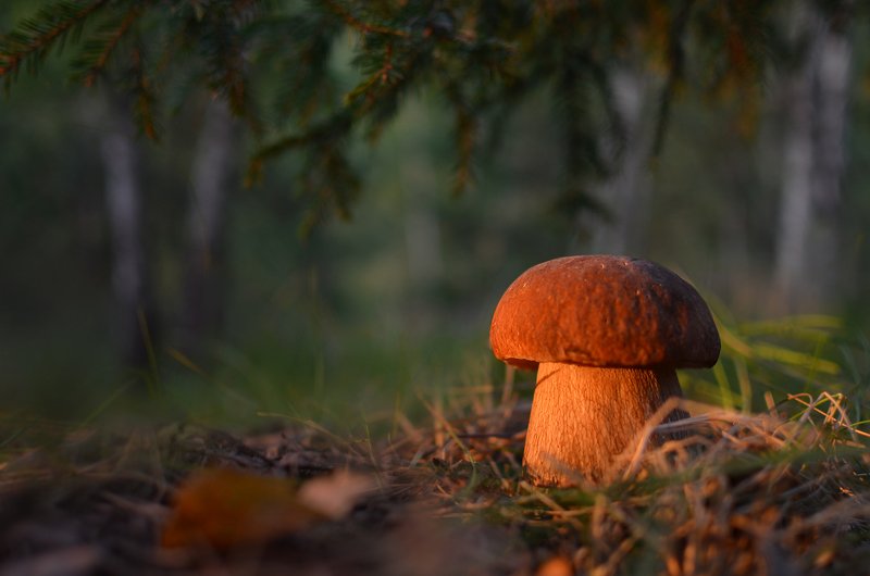 Лесной дарphoto preview