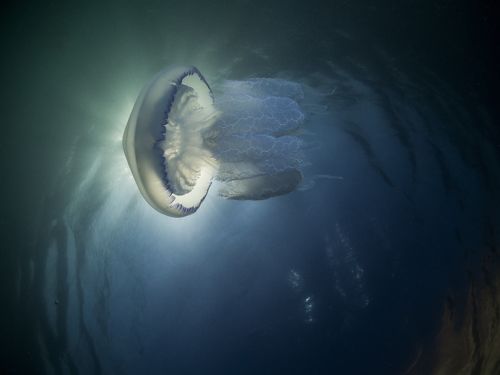 Rhizostoma pulmo 01