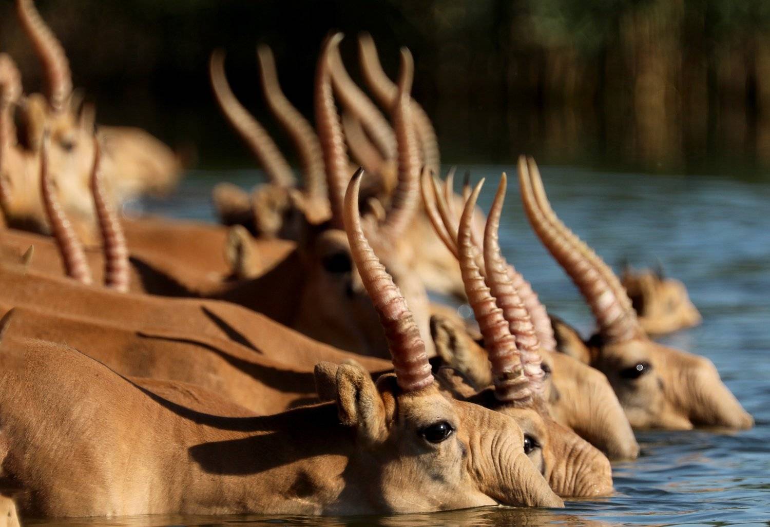 Автор: Иваненко Светлана , Иваненко Светлана