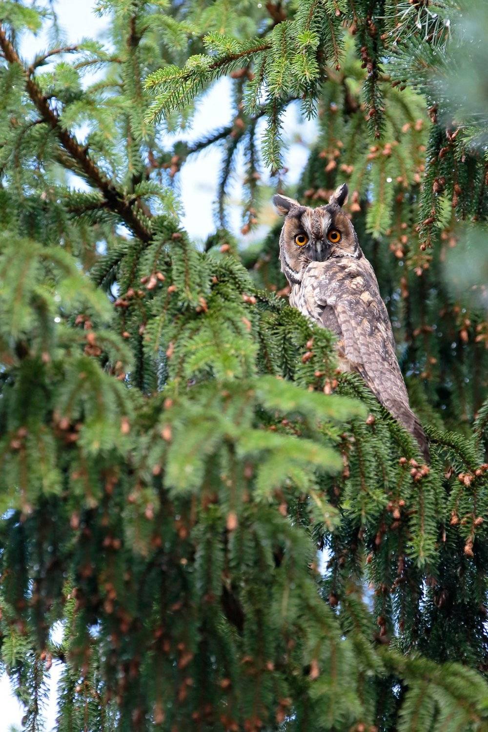 сова, птица, природа, Алексей Попов