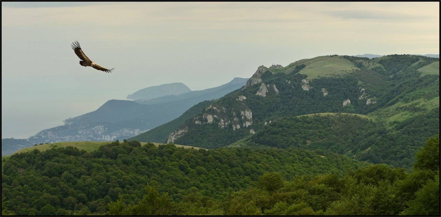 , Владимир Метцгер