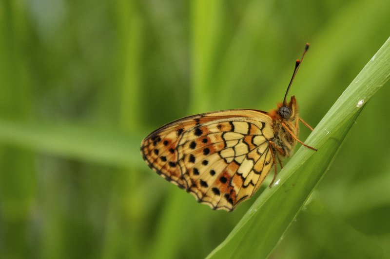 macro,butterfly,art,passion,freedom,image,peace,photography,life, FREEDOM 7photo preview