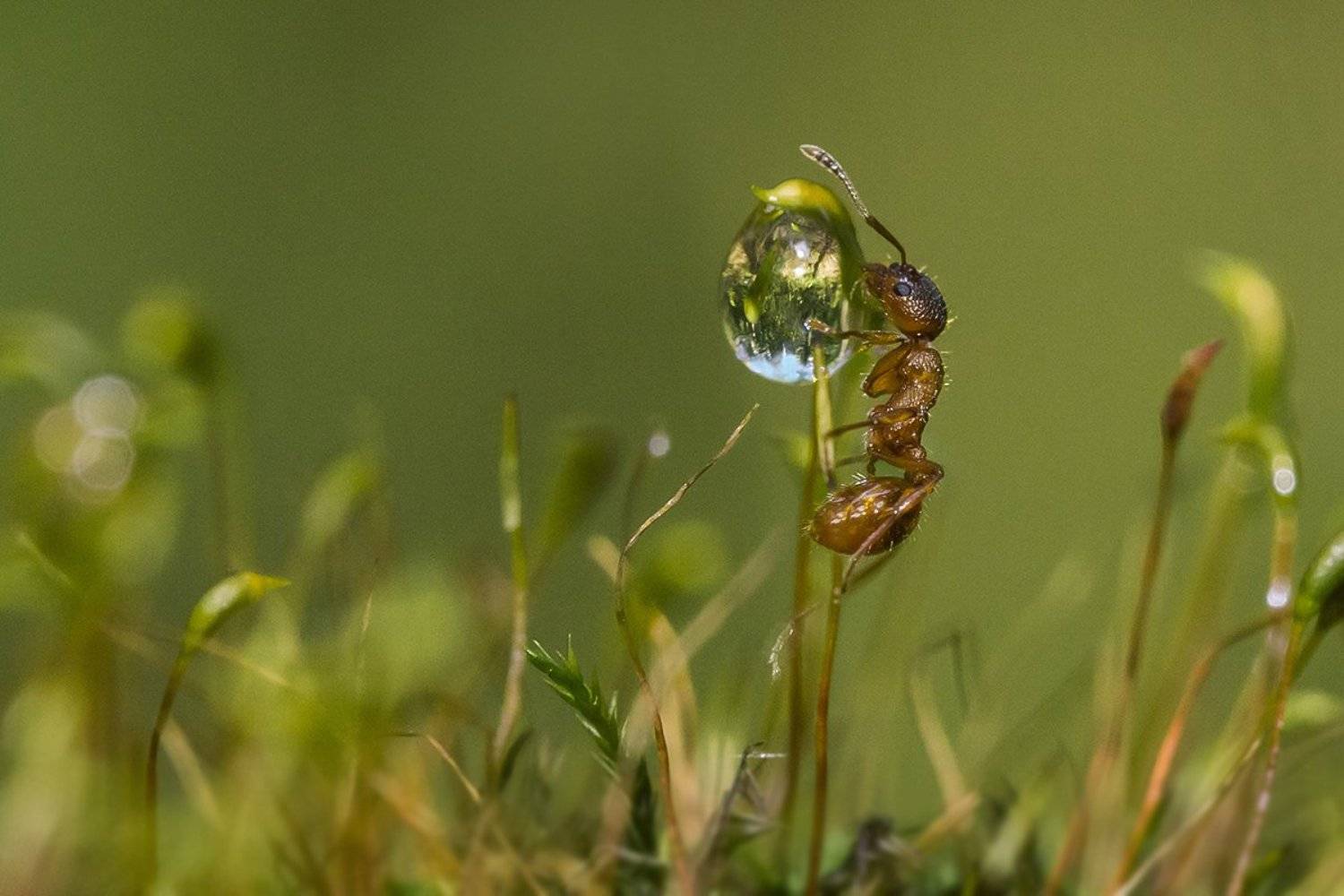 Жажда. Автор: Наталия Сытина муравей, вода, капля, Наталия Сытина