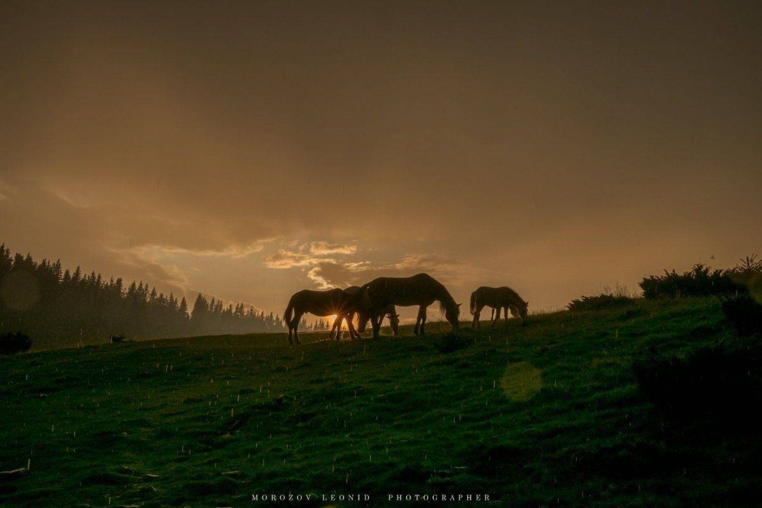 under rain. Автор: Леонид Морозов #landscape, #nature, #scenery, #forest, #wood, #autumn, #mist, #misty, #fog, #foggy, #river, #waterfall, #longexposure, #mountain, #vitosha, #bulgari, #aтуман, #лес, #oсень, Леонид Морозов