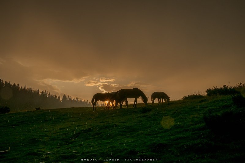#landscape, #nature, #scenery, #forest, #wood, #autumn, #mist, #misty, #fog, #foggy, #river, #waterfall, #longexposure, #mountain, #vitosha, #bulgari, #aтуман, #лес, #oсень under rainphoto preview