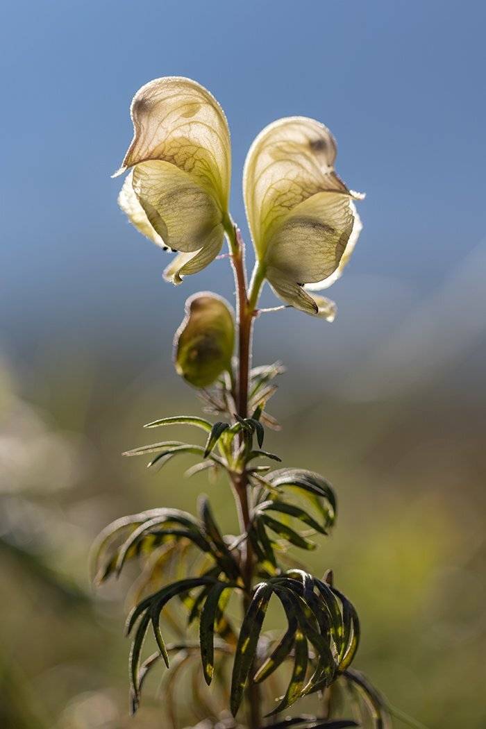 , Илья Михеев