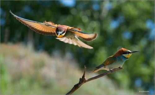 Под прицелом