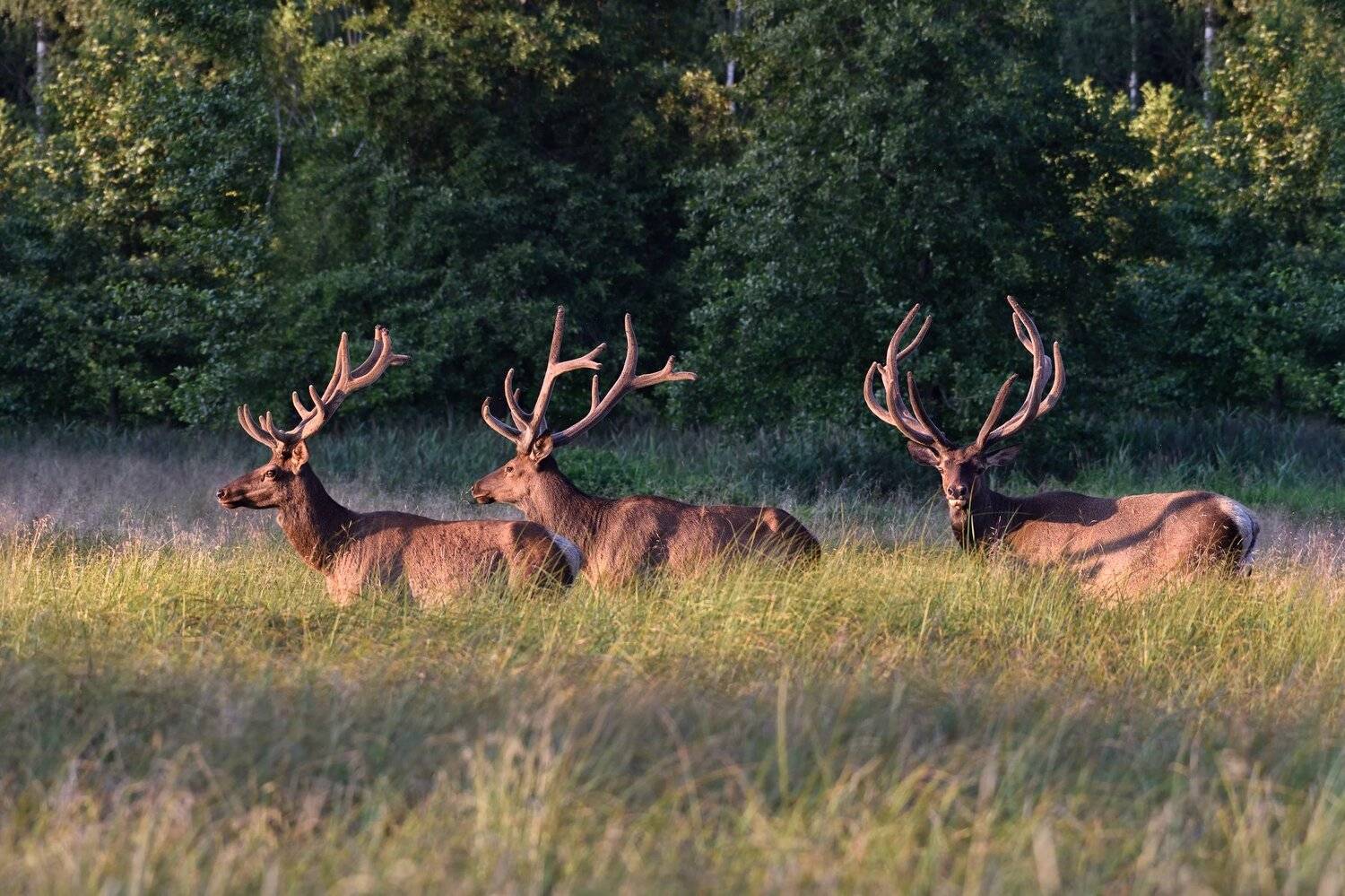 на закате.... Автор: Виталий Полуэктов лес,вечер,олени, Виталий Полуэктов