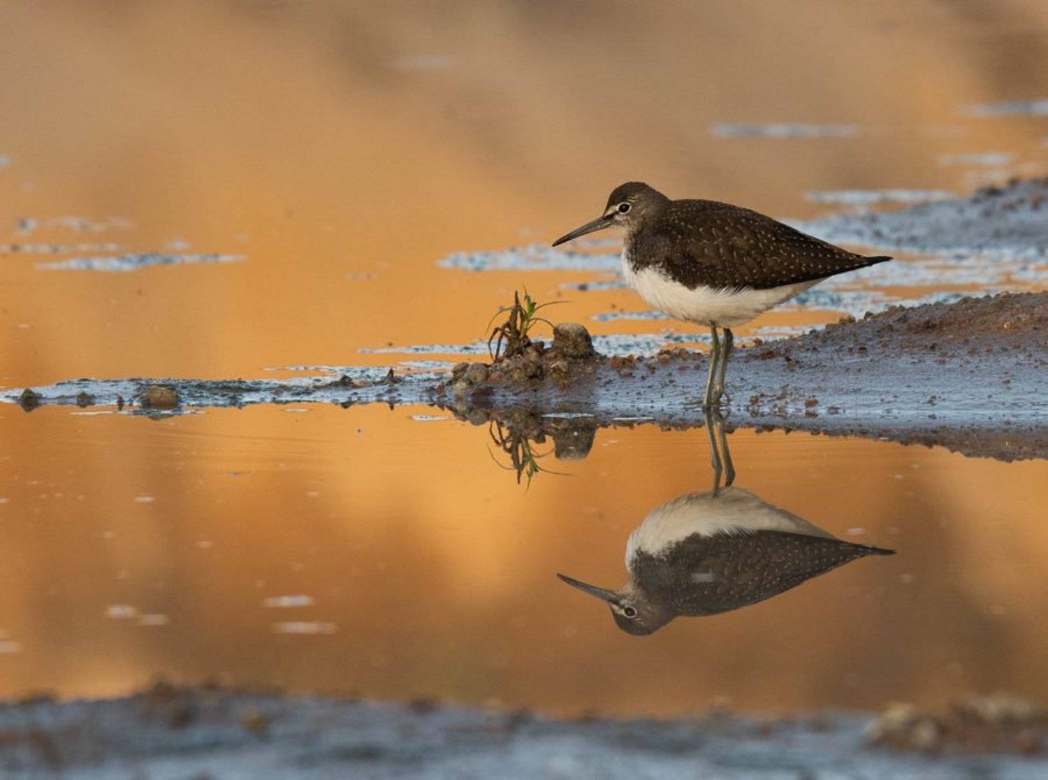птицы, черныш, вода, отражение,, Владимир Пакалевич