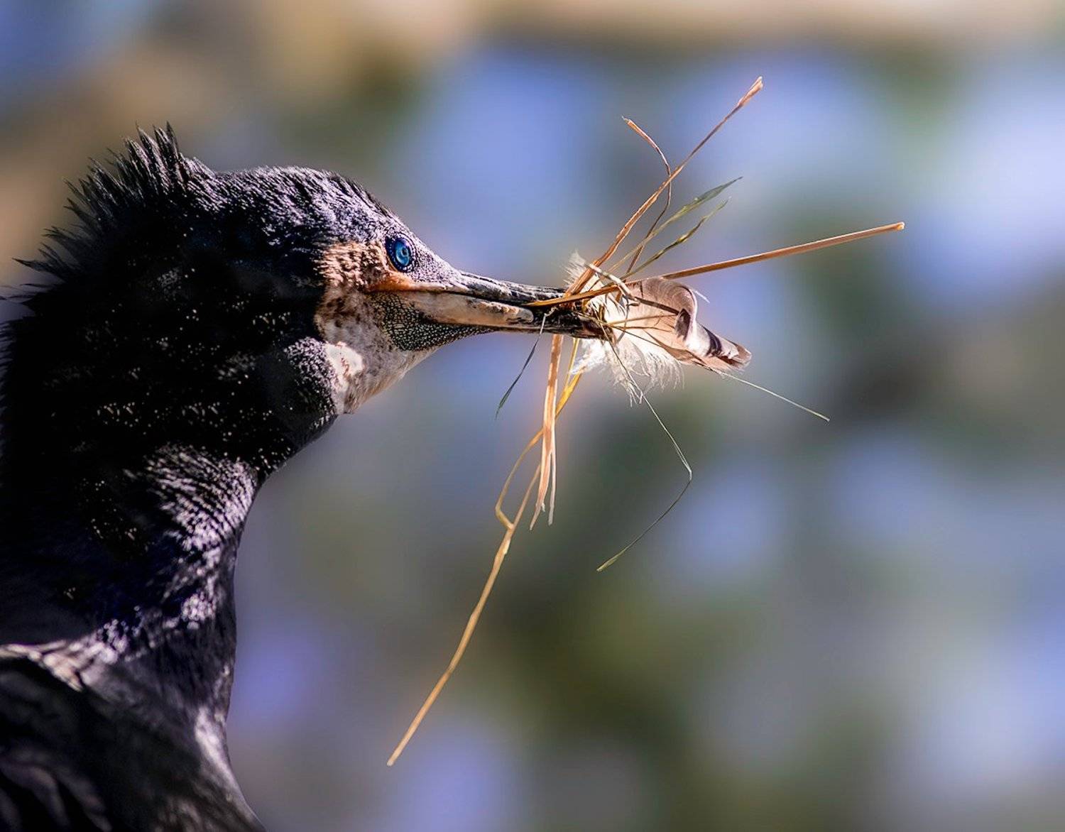 баклан, Татьяна Москальчук