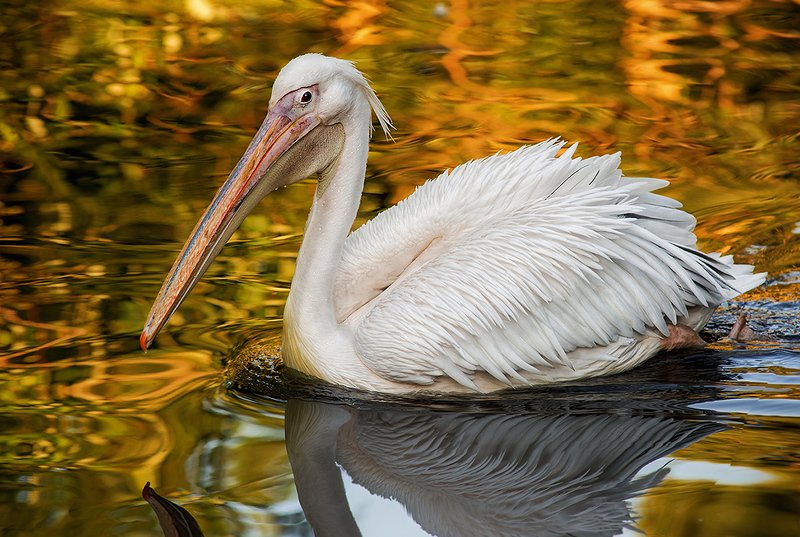 пеликан Белое на золотомphoto preview
