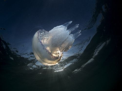 Rhizostoma pulmo 02