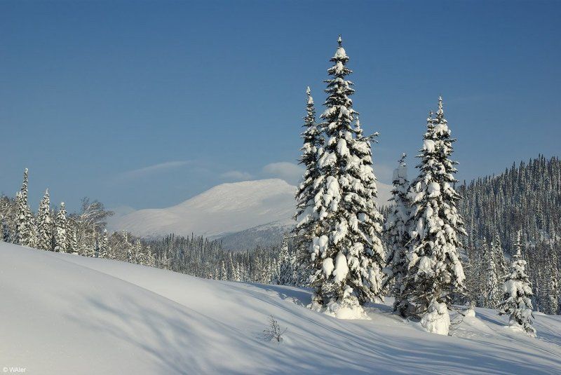 PRO Ёлкиphoto preview