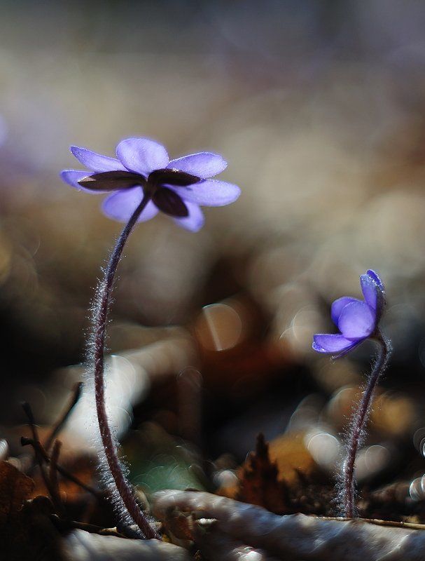 весенние разговорыphoto preview