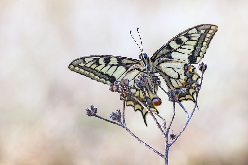 lepidoptera Papilio machaonphoto preview