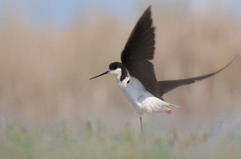 Black-winged Stilt (Himantopus himantopus)photo preview