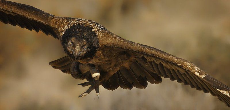 lammergeier - фамилия? : - бородачphoto preview