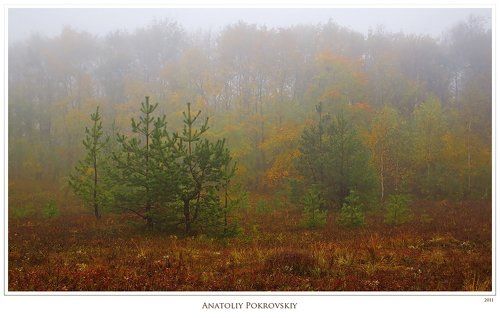 Кислая медь, яркая бронза, червонное золото - яркость осенних красок.