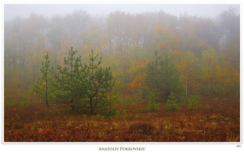 крым, горы, демерджи, туман, осень, деревья, анатолий покровский Кислая медь, яркая бронза, червонное золото - яркость осенних красок.photo preview
