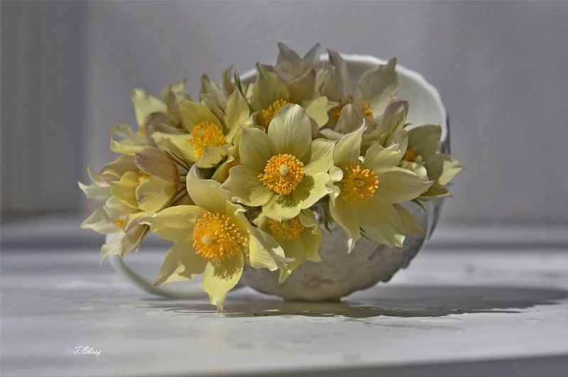 цветы ***photo preview