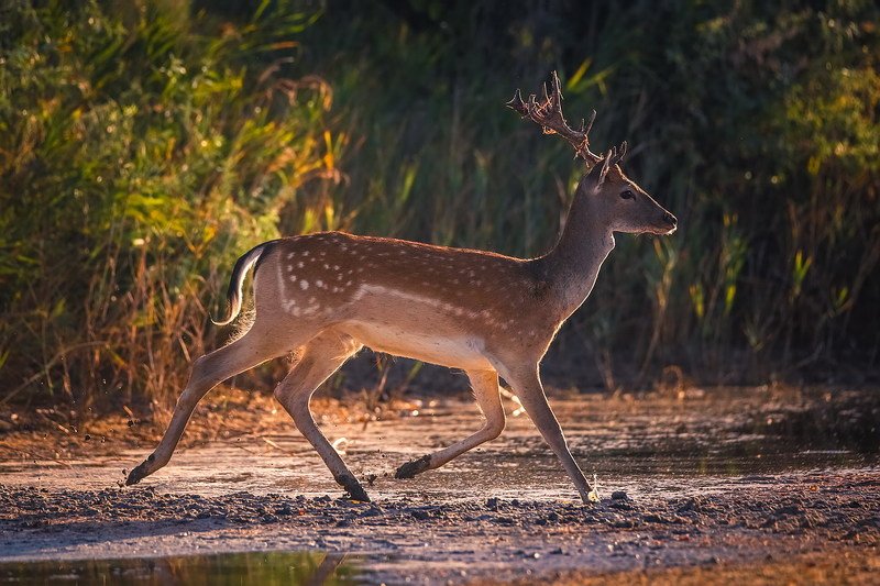 Утро на Джарылгаче.photo preview