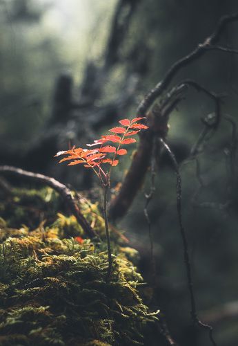 Forest motives