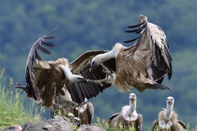 птицы birds Griffon vulturephoto preview