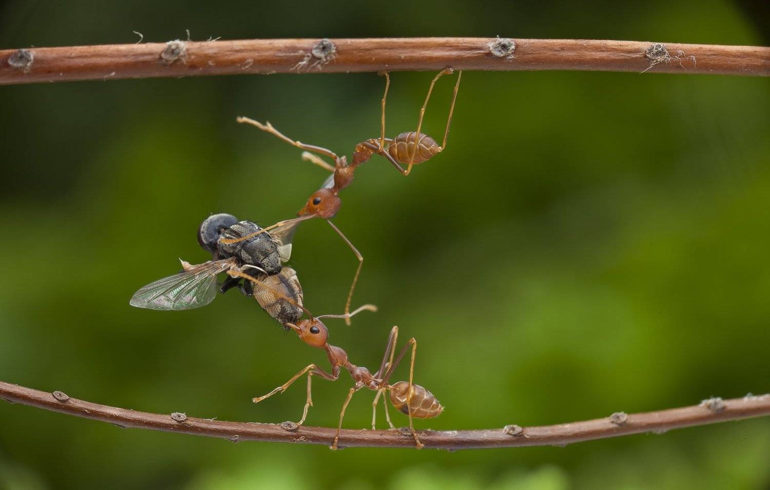 Team Work And Sharing 190911A. Автор: Choo How Lim #macro#ants#colors#fly, Choo How Lim