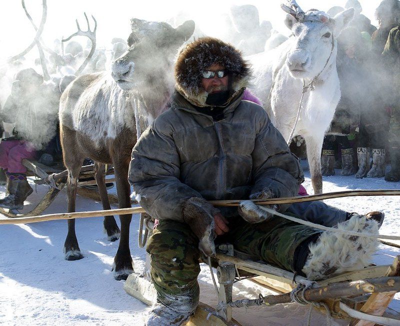 оленевод, олень, север Оленеводphoto preview