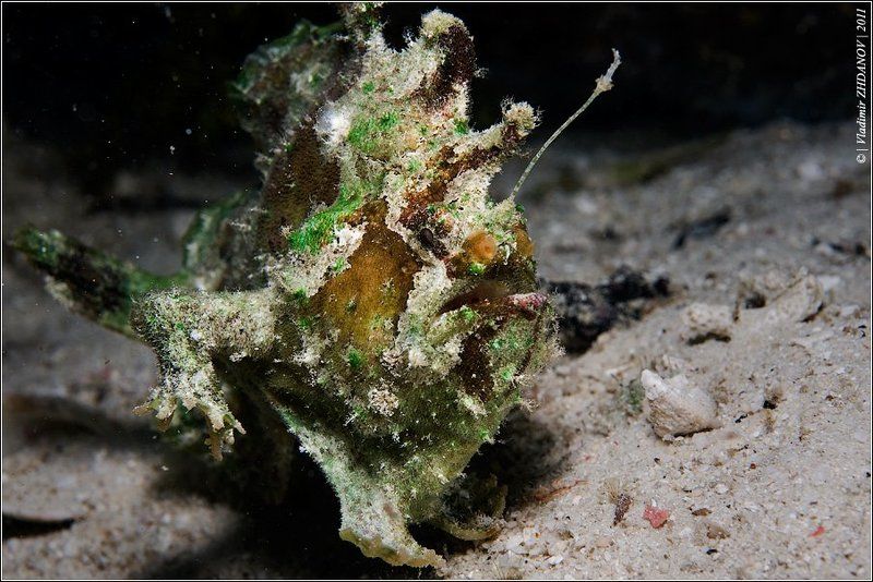 рыба, лягушка, фрог, фиш, папуа, новая, гвинея, раджа, ампат, frog, fish Из-под топота копыт пыль по полю летит...photo preview