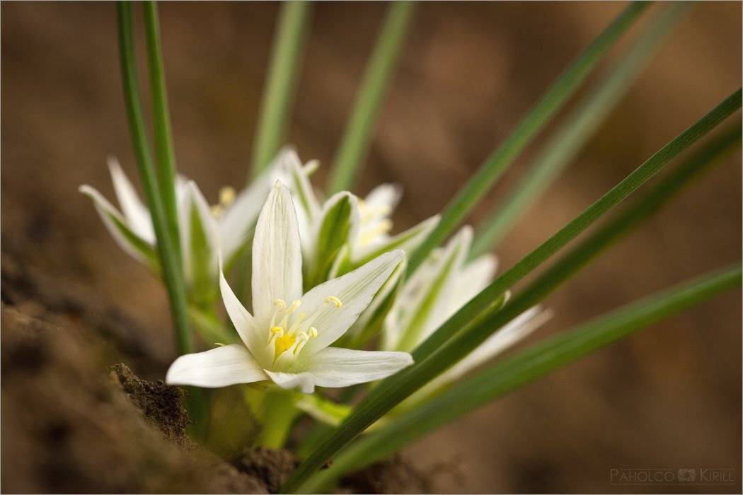 ***. Автор: KIZILL , KIZILL