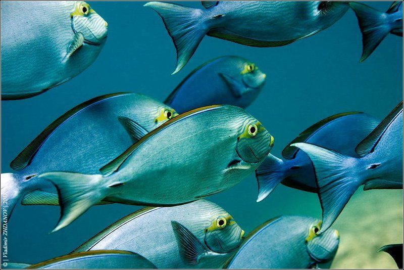 Хирургиphoto preview